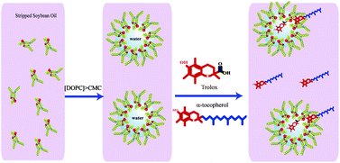 Graphical abstract: Role of reverse micelles on lipid oxidation in bulk oils: impact of phospholipids on antioxidant activity of α-tocopherol and Trolox