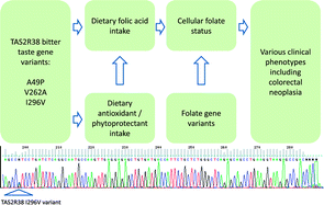 Graphical abstract: TAS2R38 bitter taste genetics, dietary vitamin C, and both natural and synthetic dietary folic acid predict folate status, a key micronutrient in the pathoaetiology of adenomatous polyps