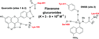 Graphical abstract: Binding of citrus flavanones and their glucuronides and chalcones to human serum albumin