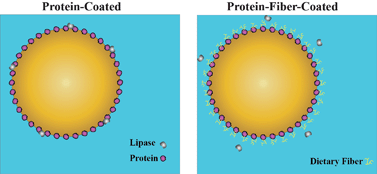Graphical abstract: Impact of dietary fiber coatings on behavior of protein-stabilized lipid droplets under simulated gastrointestinal conditions