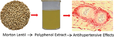 Graphical abstract: Lentil polyphenol extract prevents angiotensin II-induced hypertension, vascular remodelling and perivascular fibrosis