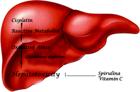 Graphical abstract: The hepatoprotective potential of Spirulina and vitamin C supplemention in cisplatin toxicity