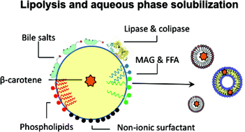 Graphical abstract: Digestibility and β-carotene release from lipid nanodispersions depend on dispersed phase crystallinity and interfacial properties