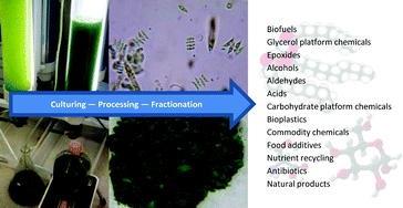 Graphical abstract: Algae as a source of renewable chemicals: opportunities and challenges