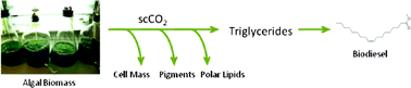 Graphical abstract: Biodiesel production: the potential of algal lipids extracted with supercritical carbon dioxide