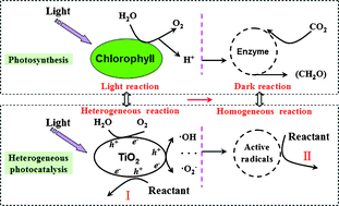 Graphical abstract: Photosynthesis-inspired design approach of a liquid phase heterogeneous photoreactor