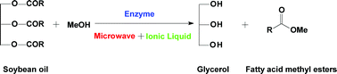 Graphical abstract: A synergistic effect of microwave irradiation and ionic liquids on enzyme-catalyzed biodiesel production