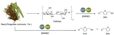 Graphical abstract: Direct transformation of cellulose into 5-hydroxymethyl-2-furfural using a combination of metal chlorides in imidazolium ionic liquid