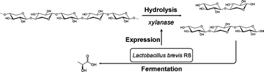 Graphical abstract: The direct conversion of xylan to lactic acid by Lactobacillus brevis transformed with a xylanase gene