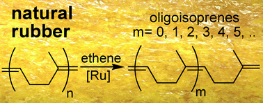 Graphical abstract: On the ethenolysis of natural rubber and squalene