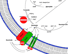 Graphical abstract: Influence of C4-dicarboxylic acid transporters on succinate production