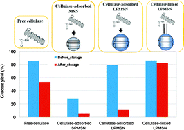 Graphical abstract: Cellulase immobilized mesoporous silica nanocatalysts for efficient cellulose-to-glucose conversion