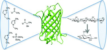 Graphical abstract: Green fluorescent protein as a screen for enzymatic activity in ionic liquid–aqueous systems for in situ hydrolysis of lignocellulose