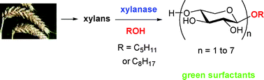 Graphical abstract: Enzymatic synthesis of alkyl β-d-xylosides and oligoxylosides from xylans and from hydrothermally pretreated wheat bran