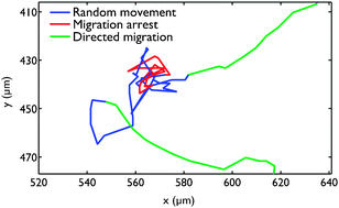 Graphical abstract: Analysis of transient migration behavior of natural killer cells imaged in situ and in vitro