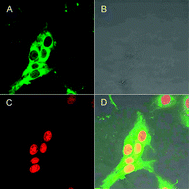 Graphical abstract: Nanoformulation of d-α-tocopheryl polyethylene glycol 1000 succinate-b-poly(ε-caprolactone-ran-glycolide) diblock copolymer for breast cancer therapy