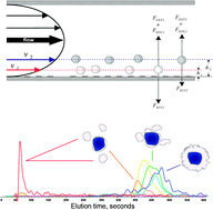 Graphical abstract: Dynamic physical properties of dissociated tumor cells revealed by dielectrophoretic field-flow fractionation