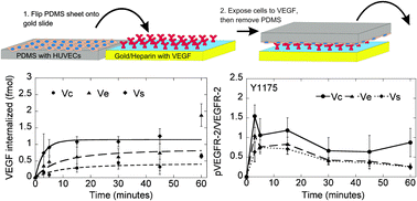 Graphical abstract: VEGF internalization is not required for VEGFR-2 phosphorylation in bioengineered surfaces with covalently linked VEGF