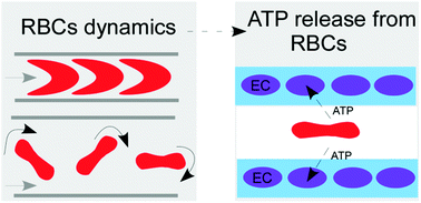 Graphical abstract: Red blood cell dynamics: from cell deformation to ATP release