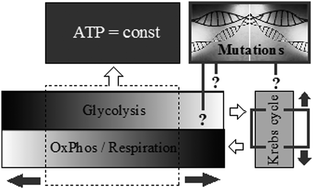 Graphical abstract: Comparative bioenergetic assessment of transformed cells using a cell energy budget platform