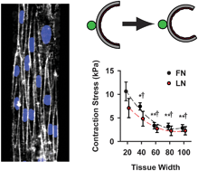 Graphical abstract: Vascular smooth muscle contractility depends on cell shape