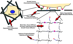 Graphical abstract: Bio-inspired materials for parsing matrix physicochemical control of cell migration: A Review