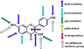 Graphical abstract: Non-covalent interaction of dietary polyphenols with total plasma proteins of type II diabetes: molecular structure/property–affinity relationships