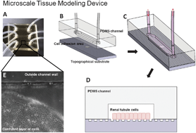 Graphical abstract: The use of controlled surface topography and flow-induced shear stress to influence renal epithelial cell function