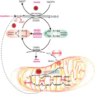 Graphical abstract: What yeast and cardiomyocytes share: ultradian oscillatory redox mechanisms of cellular coherence and survival