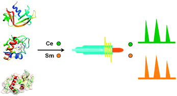 Graphical abstract: Quantification of proteins using lanthanide labeling and HPLC/ICP-MS detection