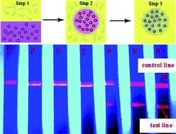 Graphical abstract: Synthesis of size-tunable photoluminescent aqueous CdSe/ZnS microspheres via a phase transfer method with amphiphilic oligomer and their application for detection of HCG antigen