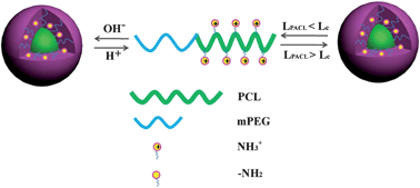 Graphical abstract: Synthesis and solution properties of pH responsive methoxy poly(ethylene glycol)-b-poly(γ-amino-ε-caprolactone)