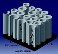 Graphical abstract: Titania nanotubes supported gelatin stabilized gold nanoparticles for medical implants