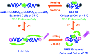 Graphical abstract: Fluorescent water-soluble responsive polymers site-specifically labeled with FRET dyes possessing pH- and thermo-modulated multicolor fluorescence emissions as dual ratiometric probes