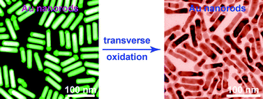 Graphical abstract: Transverse oxidation of gold nanorods assisted by selective end capping of silver oxide