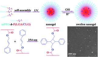 Graphical abstract: Preparation of photo-cross-linked pH-responsive polypeptide nanogels as potential carriers for controlled drug delivery