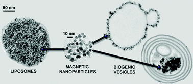 Graphical abstract: Multifunctional nanovectors based on magnetic nanoparticles coupled with biological vesicles or synthetic liposomes