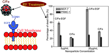 Graphical abstract: Radio-frequency induced in vitro thermal ablation of cancer cells by EGF functionalized carbon-coated magnetic nanoparticles