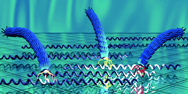 Graphical abstract: Specific interfaces between synthetic polymers and biologically identified peptides