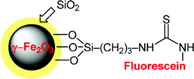 Graphical abstract: Fluorescent magnetic nanoparticles for biomedical applications