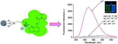 Graphical abstract: A nanocontainer that releases a fluorescence sensor for cadmium ions in water and its biological applications