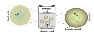 Graphical abstract: Improving bacteria viability in metal oxide hostsvia an alginate-based hybrid approach