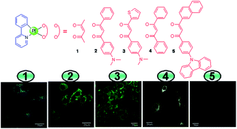 Graphical abstract: Phosphorescent platinum(ii) complexes containing different β-diketonate ligands: synthesis, tunable excited-state properties, and their application in bioimaging