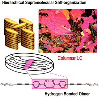 Graphical abstract: Columnar mesophases constructed by hierarchical self-organization of rod-like diacetylene molecules
