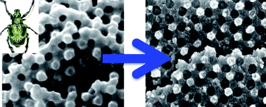 Graphical abstract: Biotemplating routes to three-dimensional photonic crystals