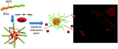 Graphical abstract: Triggering the fast release of drugs from crosslinked micelles in an acidic environment