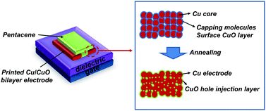 Graphical abstract: Printed Cu source/drain electrode capped by CuO hole injection layer for organic thin film transistors