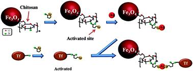 Graphical abstract: Modulating cell-uptake behavior of Au-based nanomaterials via quantitative biomolecule modification