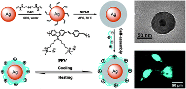 Graphical abstract: Hybrid conjugated polymer-Ag@PNIPAM fluorescent nanoparticles with metal-enhanced fluorescence