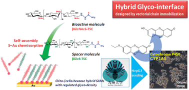 Graphical abstract: Tailoring hybrid glyco-nanolayers composed of chitohexaose and cellohexaose for cell culture applications